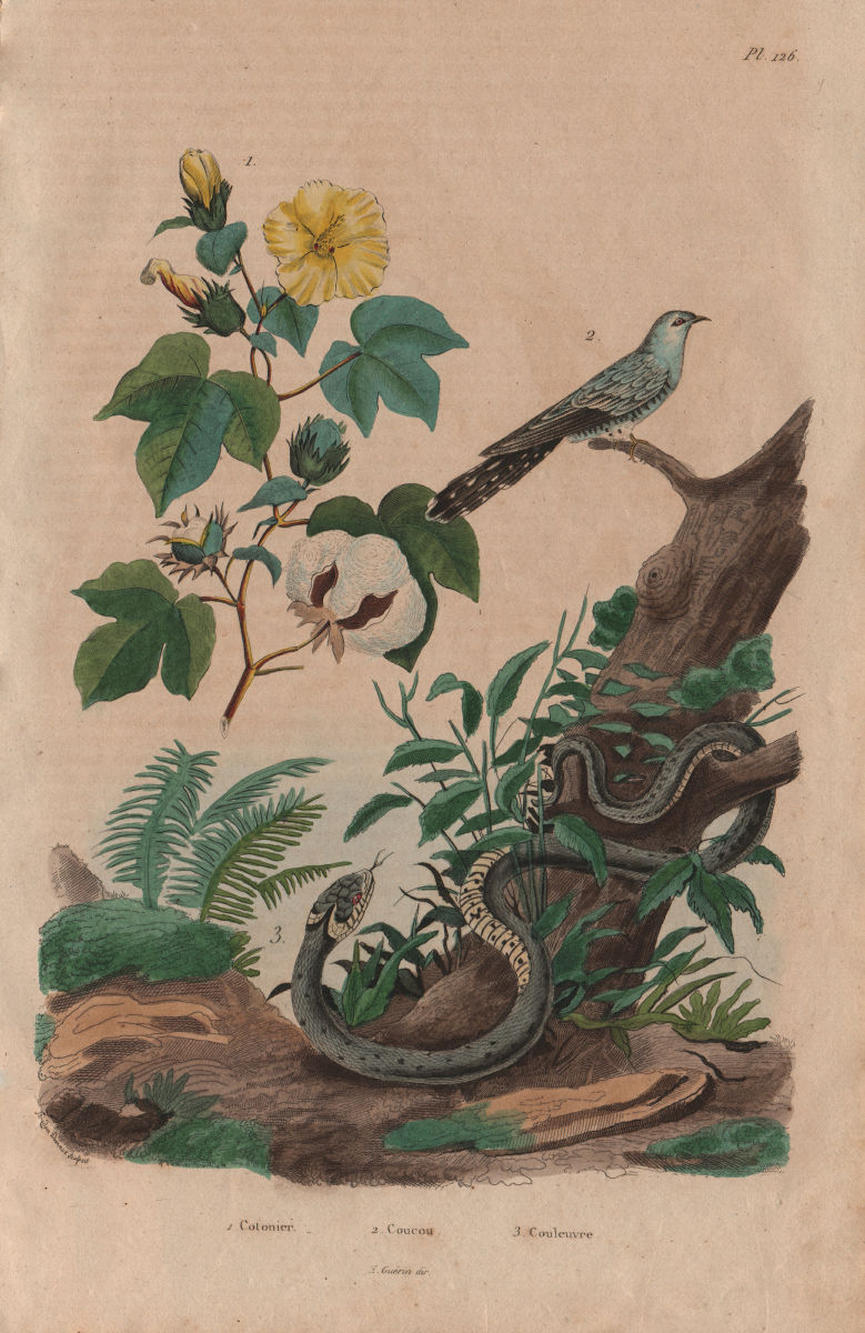 PLANTS. Cotonier (Cotton Plant). Coucou (Cuckoo). Couleuvre (Grass Snake) 1833